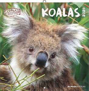 Cartoleria ALPHA EDITION - Calendario 2026 da muro, 12 mesi, 30x30 cm, Koalas Alpha Edition